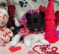 Banjo, a male Pomeranian for sale in Lebanon, MO – Photo 1 of 6