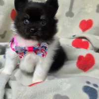 Banjo, a male Pomeranian for sale in Lebanon, MO – Photo 5 of 8