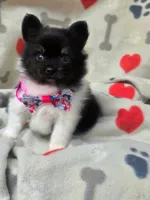 Banjo, a male Pomeranian for sale in Lebanon, MO – Photo 3 of 6