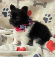 Banjo, a male Pomeranian for sale in Lebanon, MO – Photo 4 of 6