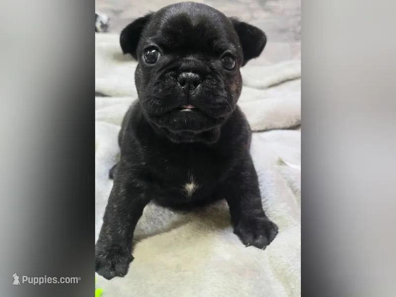 BBG, a female French Bulldog for sale in Lebanon, MO – 1 of 6