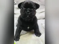 BBG, a female French Bulldog for sale in Lebanon, MO – 1 of 6