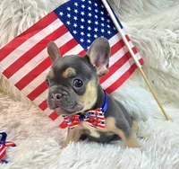 Rooster, a male Frenchton for sale in Lebanon, MO – 2 of 3