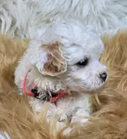 Kitty , a female Havapoo for sale in Lebanon, MO – 2 of 3