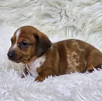 Butters, a male Miniature Dachshund for sale in Lebanon, MO – 2 of 2