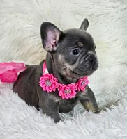 Gracie , a female French Bulldog for sale in Lebanon, MO – 3 of 3