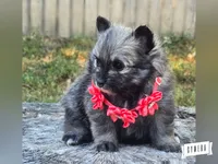 Wolfie G, a female Pomeranian for sale in Lebanon, MO – 3 of 3