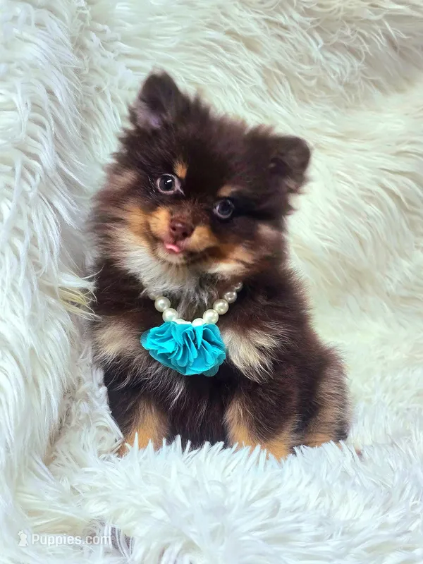 Cini Bun – Pomeranian puppy for sale in Lebanon, MO