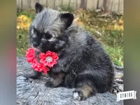 Wolfie G, a female Pomeranian for sale in Lebanon, MO – 2 of 3
