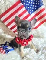 Charlotte, a female Frenchton for sale in Lebanon, MO – 3 of 3