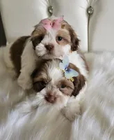 Shih-tzu , a female Shih Tzu for sale in Inglewood, CA – 6 of 10