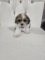 Shih-tzu , a female Shih Tzu for sale in Inglewood, CA – 3 of 10