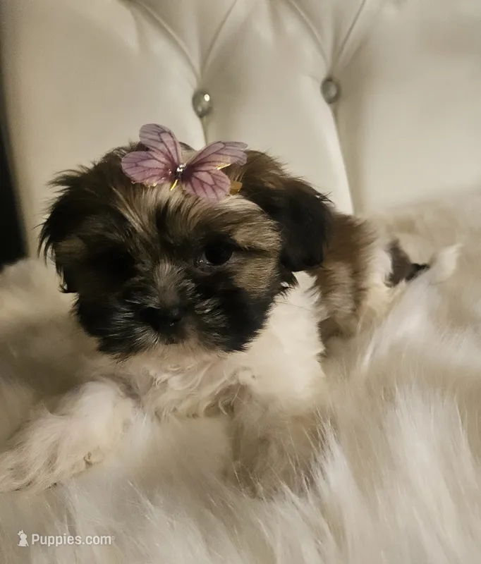 Shih-tzu  – Shih Tzu puppy for sale in Inglewood, CA