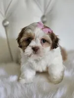 Shih-tzu , a female Shih Tzu for sale in Inglewood, CA – 9 of 10