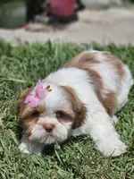 Shih-tzu , a female Shih Tzu for sale in Inglewood, CA – 7 of 10