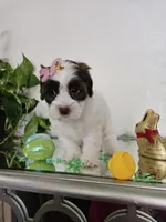 Shih-pou , a male Shihpoo for sale in Inglewood, CA – Photo 5 of 6
