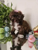Shih-pou , a male Shihpoo for sale in Inglewood, CA – Photo 3 of 6