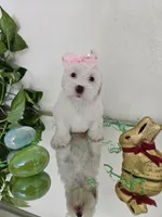 Shih-pou , a male Shihpoo for sale in Inglewood, CA – Photo 4 of 6