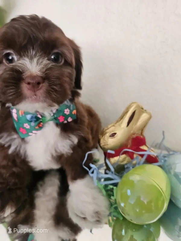Shih-pou  – Shihpoo puppy for sale in Inglewood, CA