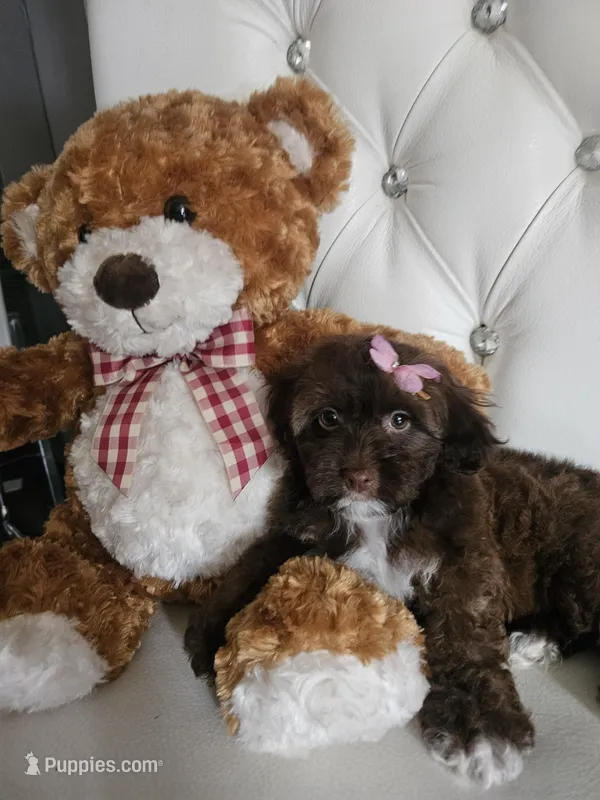 Shih-pou  – Shihpoo puppy for sale in Inglewood, CA