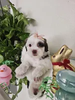 Shih-pou , a male Shihpoo for sale in Inglewood, CA – Photo 2 of 6