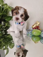 Shih-pou , a male Shihpoo for sale in Inglewood, CA – Photo 6 of 6