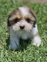 Shih-tzu , a female Shih Tzu for sale in Inglewood, CA – 10 of 10