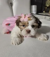 Shih-tzu , a female Shih Tzu for sale in Inglewood, CA – 8 of 10