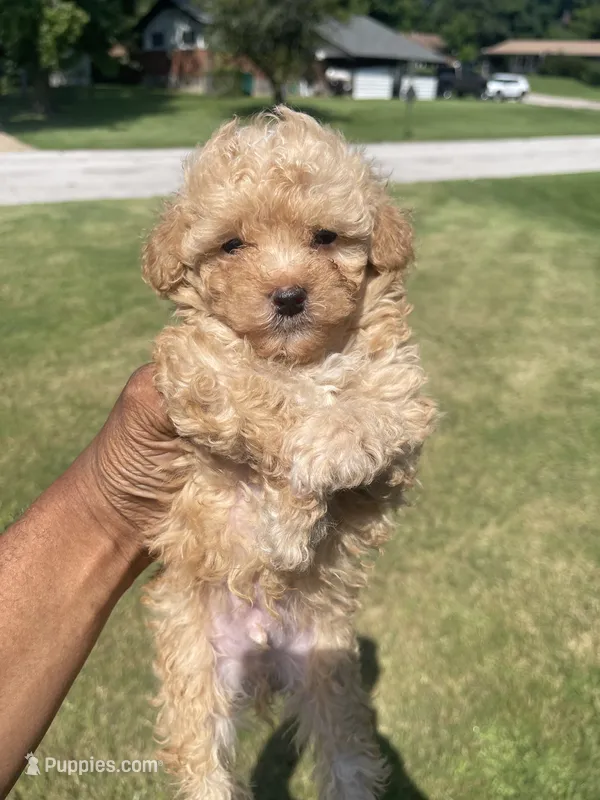 Phoenix – Poodle - Toy  puppy for sale in Florissant, MO