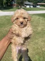 Phoenix, a male Poodle - Toy  for sale in Florissant, MO – 1 of 1