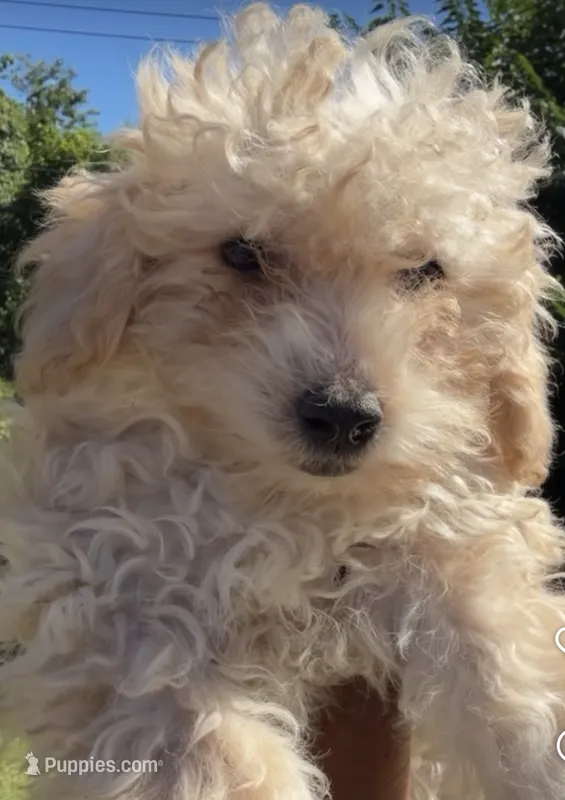 Latte – Poodle - Toy  puppy for sale in Florissant, MO