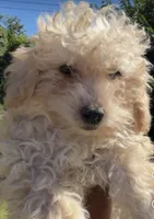 Latte, a female Poodle - Toy  for sale in Florissant, MO – 1 of 1