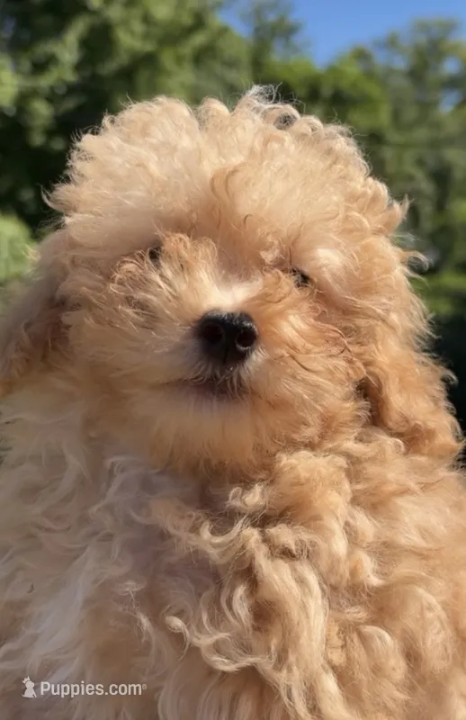 Moca – Poodle - Toy  puppy for sale in Florissant, MO