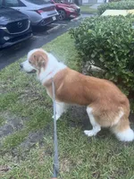Badger, a male Great Pyrenees and Saint Bernard for sale in Lake Mary, FL – 1 of 3