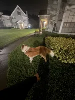 Badger, a male Great Pyrenees and Saint Bernard for sale in Lake Mary, FL – 2 of 3