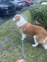 Badger, a male Great Pyrenees and Saint Bernard for sale in Lake Mary, FL – 3 of 3