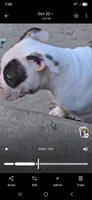 Mask, a female American Bulldog for sale in Chesterton, IN – 4 of 5