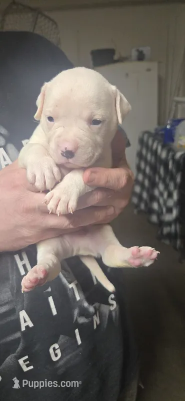 White boy Rick – American Bulldog puppy for sale in Chesterton, IN