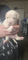White boy Rick, a male American Bulldog for sale in Chesterton, IN – 1 of 7