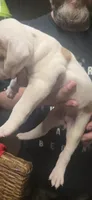 Storm, a female American Bulldog for sale in Chesterton, IN – 2 of 8