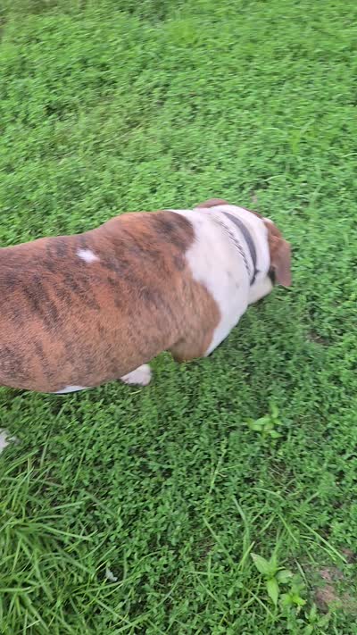 Female 2, a female American Bulldog for sale in Chesterton, IN – 9 of 10