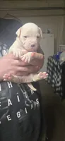 White boy Rick, a male American Bulldog for sale in Chesterton, IN – 2 of 7
