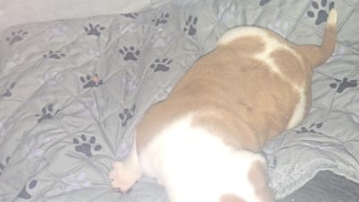 Female 2, a female American Bulldog for sale in Chesterton, IN – 8 of 10