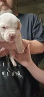 Storm, a female American Bulldog for sale in Chesterton, IN – 4 of 8