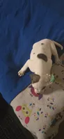 Star, a female American Bulldog for sale in Chesterton, IN – 2 of 10