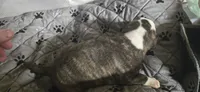 Female 1, a female American Bulldog for sale in Chesterton, IN – 3 of 6