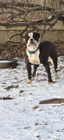 Female 2, a female American Bulldog for sale in Chesterton, IN – 7 of 10