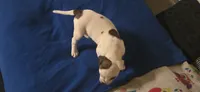 Star, a female American Bulldog for sale in Chesterton, IN – 9 of 10