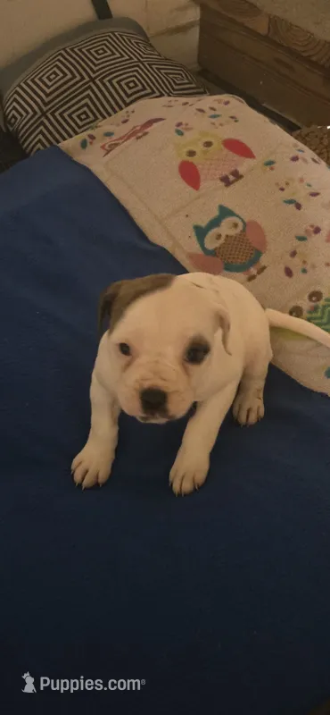 Star – American Bulldog puppy for sale in Chesterton, IN