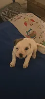 Star, a female American Bulldog for sale in Chesterton, IN – 1 of 10